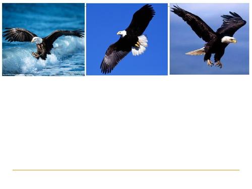 看完成吉思汗和鹰之后