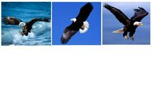 成吉思汗和鹰读后感