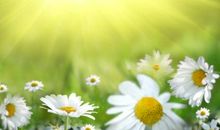 完美的花朵读后感