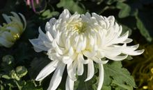 关于菊花的作文