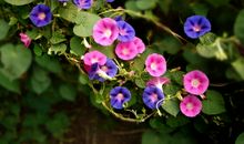 花博会作文500字