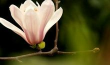 善待自己议论文