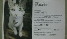 猫的启示作文350字