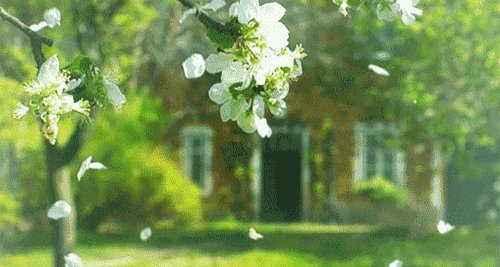 返校后，摩尚花开得很慢