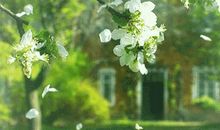 陌上花开缓缓归读后感