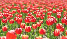 花开的季节作文