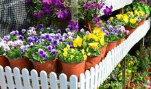 逛花鸟市场作文