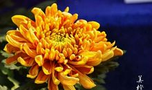 美丽的菊花作文