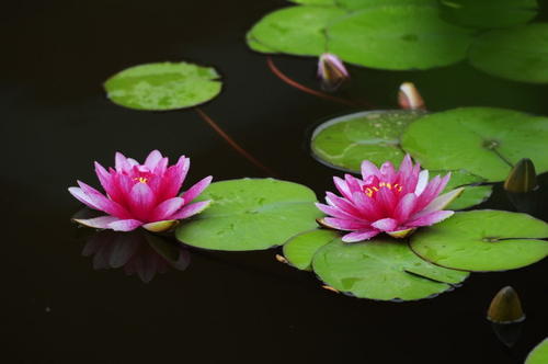 2013年高考全科作文福建卷：望月魂