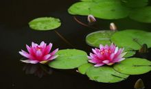 2013年高考满分作文福建卷：守望心灵的月亮