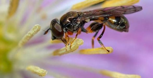 蜜蜂的启蒙构图