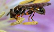 蜜蜂给我的启示作文