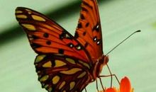 蝴蝶的种子读后感