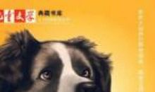 牧犬小乱子读后感