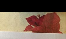 我学会了包饺子600字