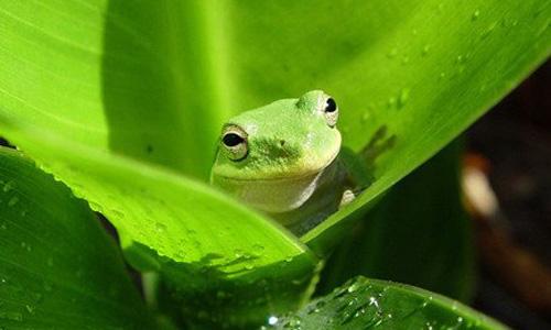 青蛙的启蒙构图