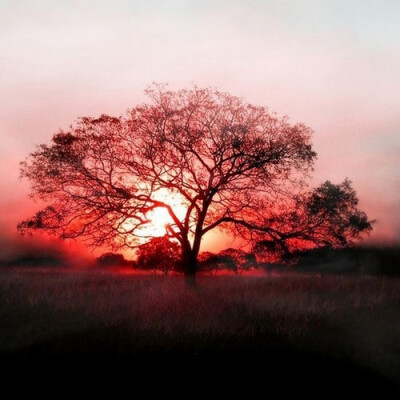 我想成为一棵有500个字的树