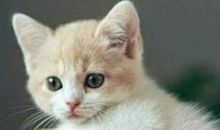 老舍的猫读后感