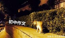 我回家最晚的一天600字