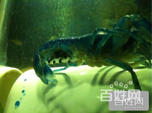 看完鱼群飞过天空后