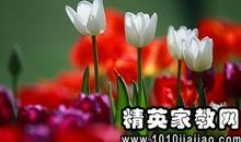 谢谢花儿开了读后感