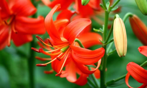 描述百合的成分