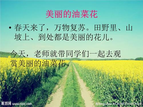 油菜花组成开始