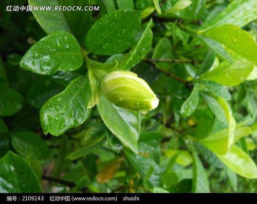 看了西子花香的芬芳