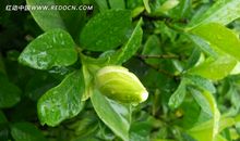 枙子花香的读后感