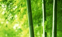 胸有成竹读后感