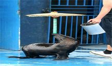 海狮表演的作文