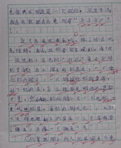 撰写乌龟作文的600个字