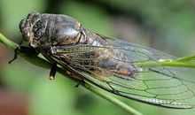 昆虫记之蝉读后感