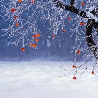 看完柿子雪