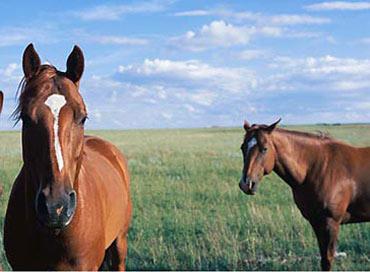 工作场所：吃草的马一定是好马