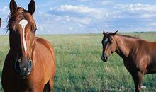 职场：吃回头草的马一定是好马