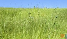 不怕风雨的小草作文