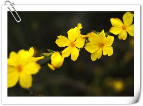 冬季茉莉花400字组成