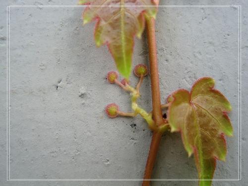 看完爬行者的脚