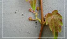 爬山虎的脚读后感