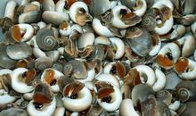 家乡的特产600字