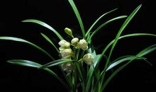 关于兰花的作文