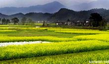 春天的校园600字