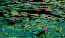 不深不浅种荷花作文