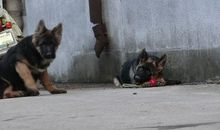 草地牧羊犬读后感