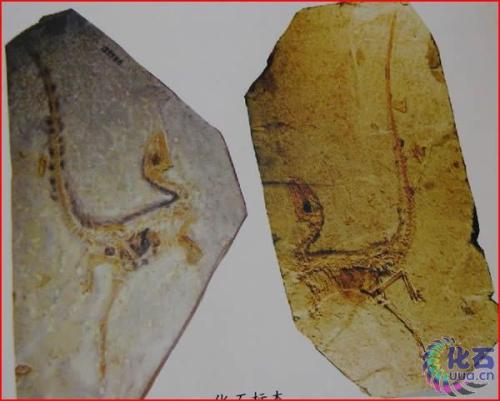 关于化石的组成