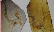 关于化石的作文