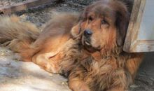 《藏獒》读后感