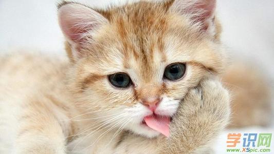 三年级我爱小猫组成