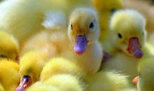 可爱的小鸭子作文